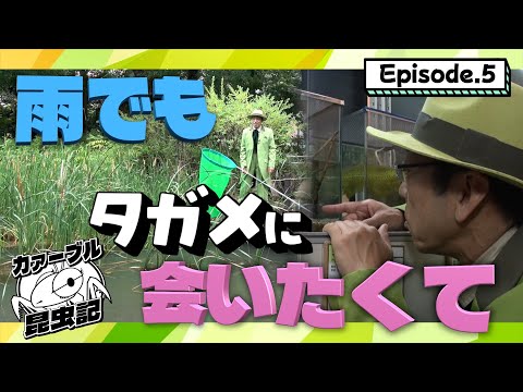 お待たせしました!雨でしたがタガメに会いたくて…