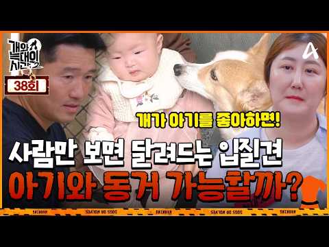 [예능] 개와 늑대의 시간 2 38회 _ 261014 _ 개가 물건을 훔친다