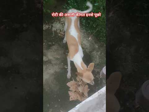 roti ki keemat dogs ke liye | #shorts #dog #dogs #pets #puppy #viralvideo #youtubeshorts #video