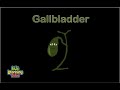 Exploring the Gallbladder and Human Body Systems