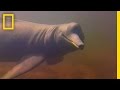 Pink River Dolphins: Facts and Beliefs