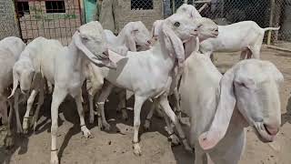 pregnant goat videos 0344.1611.875 