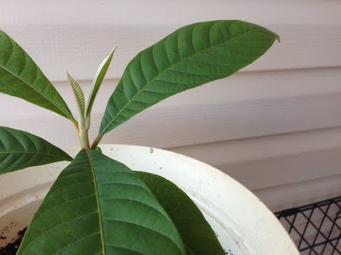 Gardening: Growing Mamey Sapote From Seed!