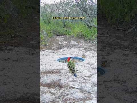 Veja que maravilha! 😍😍😍 #natureza #aves #animais #vida #sertão #nordeste #caatinga