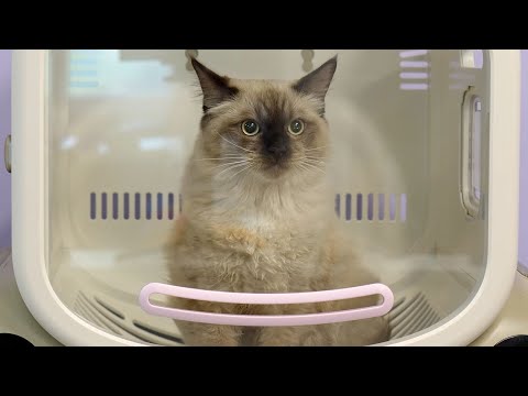 This Hilarious Ragdoll Kitten Started Pole Dancing in The Grooming Salon 😂
