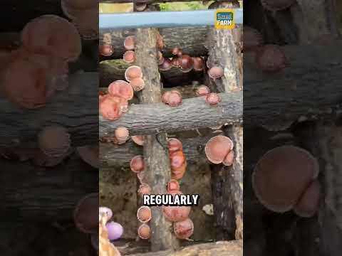 சைனாவில் மரக்கட்டைகளை ஓட்டை போட்டு மஸ்ரூம் வளர்க்கிறாங்க