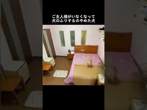 快適を求めるイッヌ🐶多分前世は人間