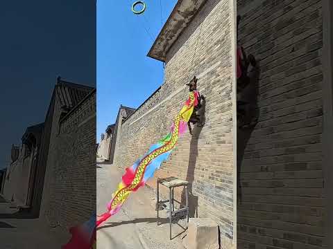 The weather is so hot. Cute pet horse dog