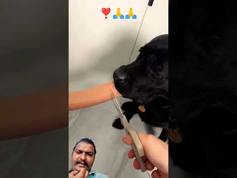 #shorts #labrador #cutedog #animals #short#dogshorts#dog  @Doglovergod