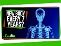 Understanding Cell Replacement in the Human Body