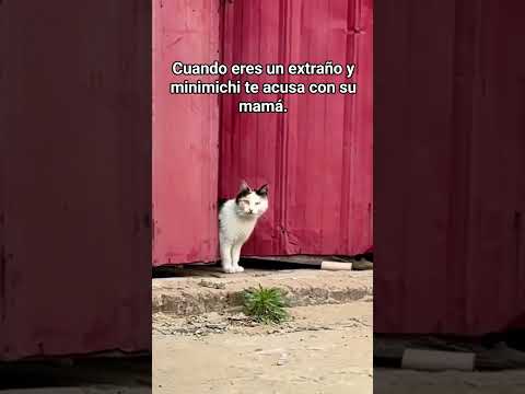 Cuando el Michi te avisa con su mamá