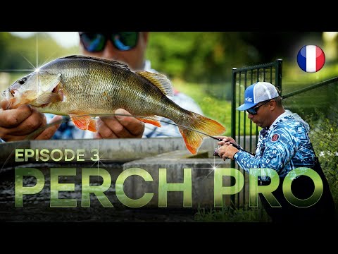 PERCH PRO 11 - Épisode 3 (version française)