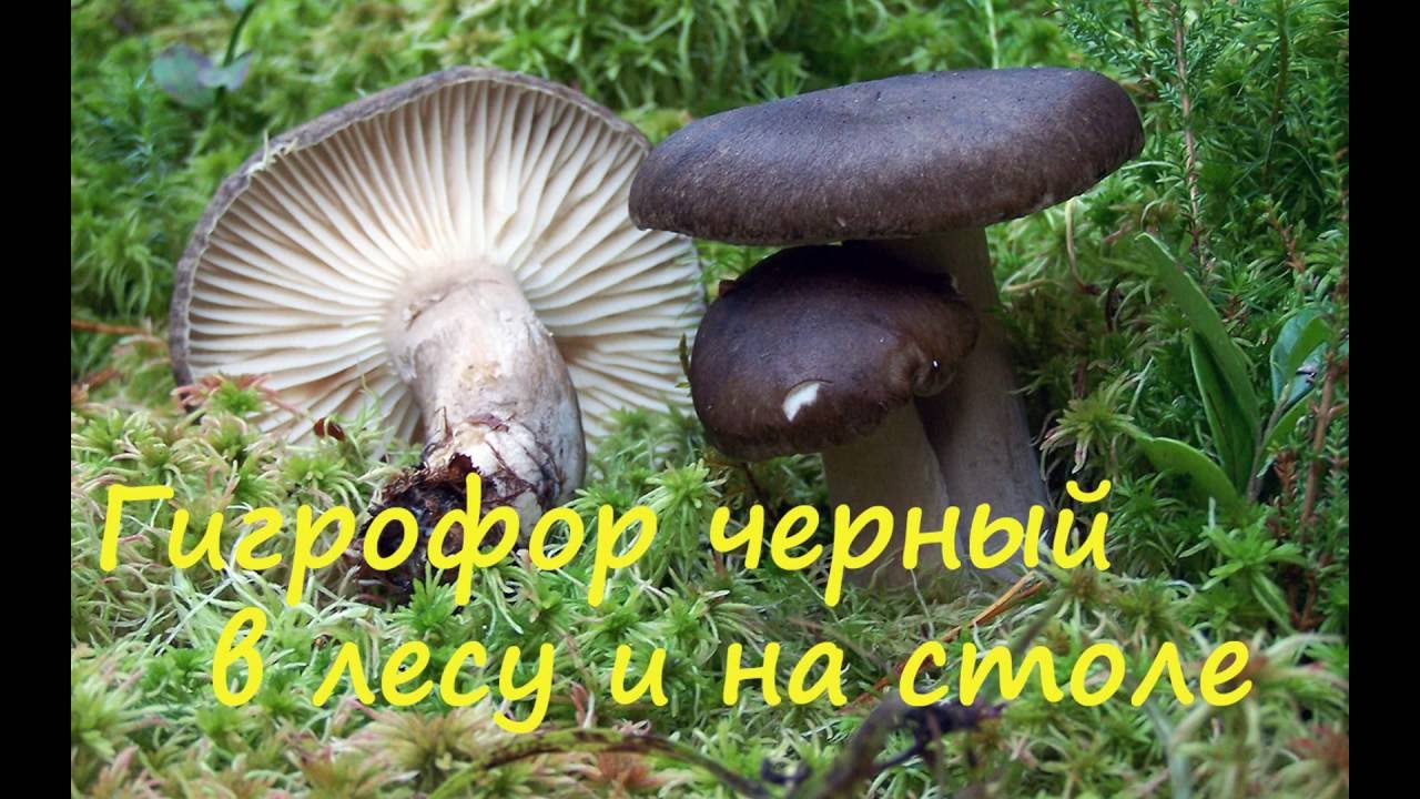 Гигрофор чёрный в лесу и на столе