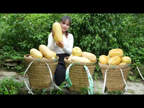 How I Harvest and Select Melons for Seeds. Harvesting melons for seeds