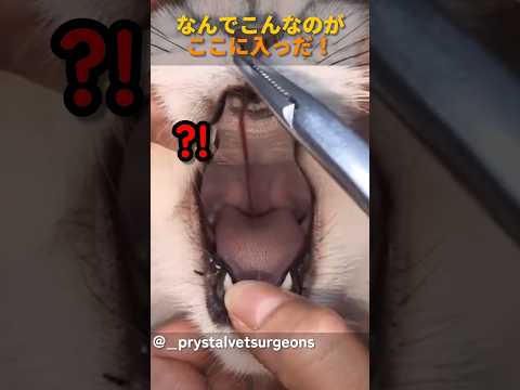 なんでこんなのがここに入っだ！