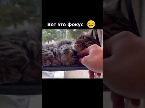 Одна голова хорошо... #shorts #приколы