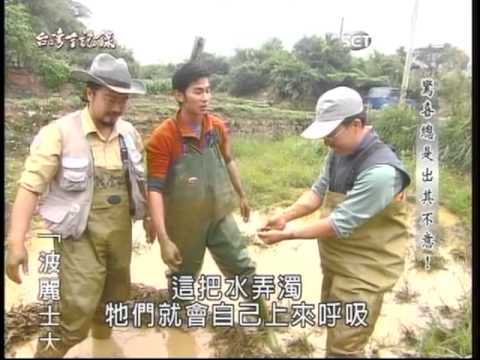 稻田裡的黃金生物 - YouTube