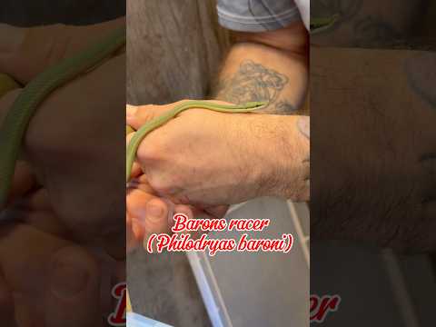 Best reptile shops in the UK part 2 #reptiles #pets #lizards #snake #fyp #gecko #animals #viral #uk