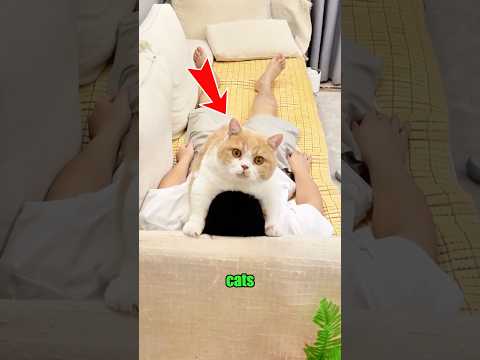 Cute Cats Attacked Their Owner #cat #funnyanimals