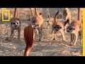 Meerkat Community and Behavior Insights