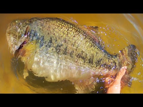 The BASS of a LIFETIME!! (On 6 lb line)