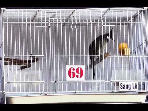 Mã 69 dài cả gang 🌾 êm