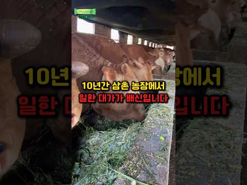 10년간 삼촌 농장에서 일한 대가가 배신입니다