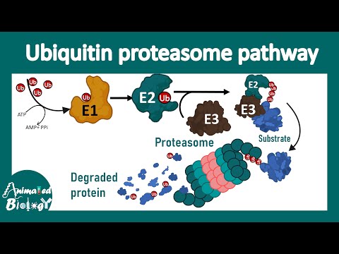 The ubiquitin-proteasome mediated protein degradation pathway | Ubiquitin ligase | Proteasome