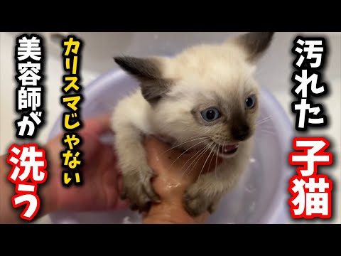 汚れた子猫への優しいシャンプーとケア方法 サムネイル
