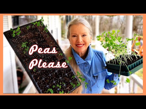 Spring Planting Part 2 | Snow peas started indoors! Tips!