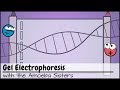 Exploring Gel Electrophoresis: Mechanisms and Applications