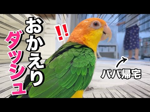 玄関の音に秒速反応！猛ダッシュしてパパをお出迎えするインコがこちらww【シロハラインコ】」