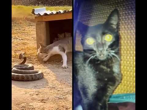 snake cat fight 😡🧐🧐😦😧😮😮😮😟😟☹️😕😕