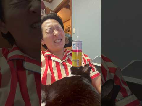 실제 작동하는 고양이 음료수 거치대