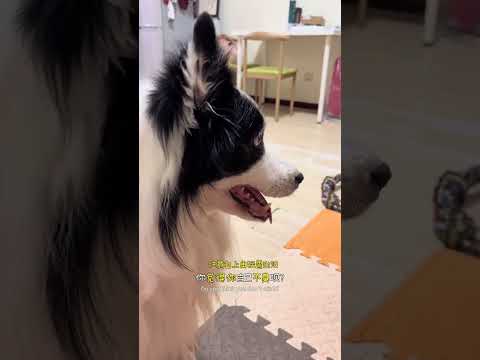 狗:看来不服老是不行了 #边牧 #我和我的狗 #铲屎官日常 #养狗的乐趣