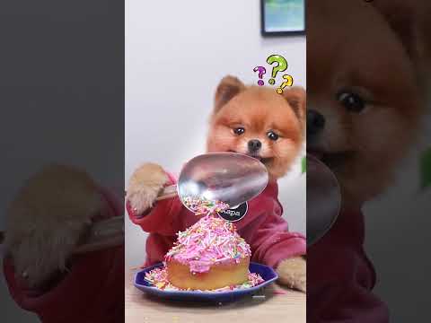 coco's cake is not wasted.do you think she did the right thing?#dogchef #cute #lifehacks #chefcoco