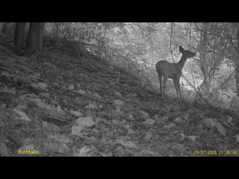 Ree #3