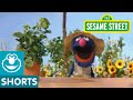 Gardening with Grover