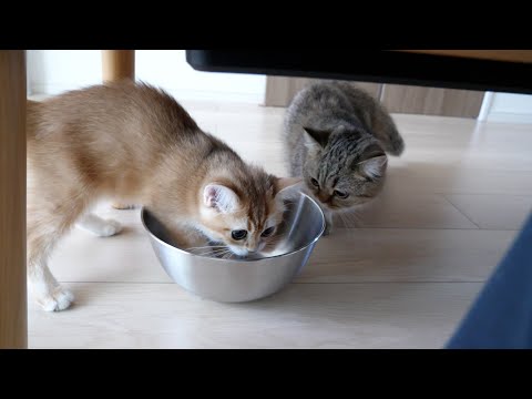 Kitten Pino wanted to go inside the little bowl!