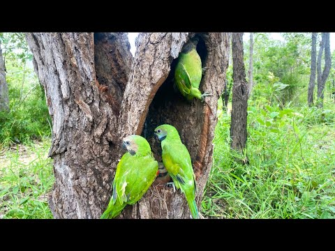 Let’s watch to parrots in a nest together. #birds #bikelover #birdnest #wildlife