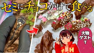 【美味い】セミにチョコをかけるヤバい料理を食べよう！【凄ゲストあり】