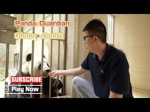 Panda Guardian Cheng Jianbin  | iPanda