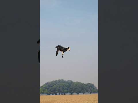 #funnyvideo #shorts #comedy