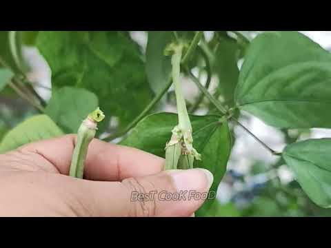 ছাদ বাগানের ফ্রেশ সবজি  আর কিছু দুঃখ