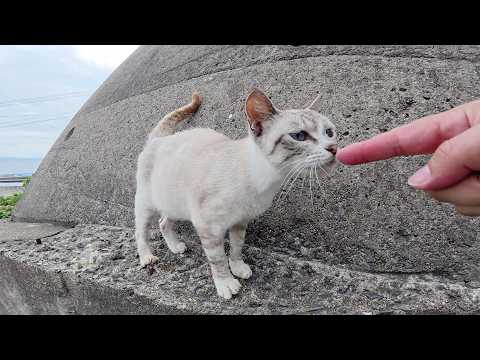 シャム猫が急な崖をかけ降りてナデナデされに来た