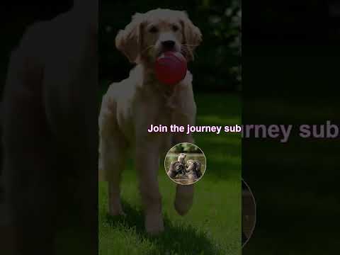 Puppys Hilarious Park Adventure