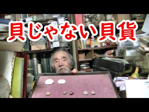 【貝貨】古銭の元祖！？その歴史に迫ってみろ！！