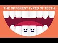 Understanding Human Teeth