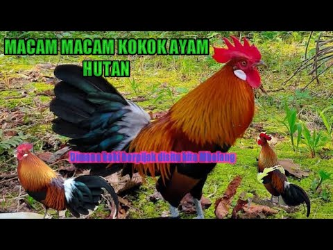 JENIS JENIS KOKOK AYAM HUTAN MERAH SUMATRA