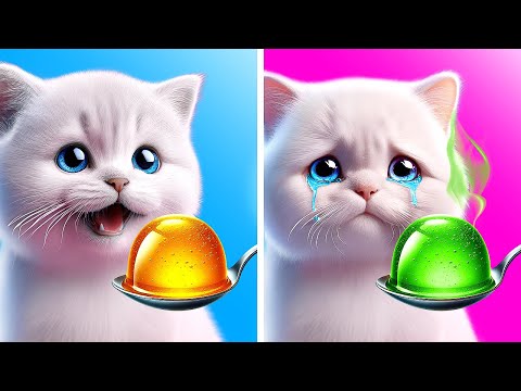 ¡Rescata a este pobre gatito! 😿 *Transformación de gato sin hogar y trucos para dueños de mascotas*